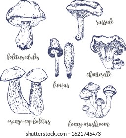 Mushrooms set of linear drawing sketch boletus, vegeterian food vintage vector illustration.