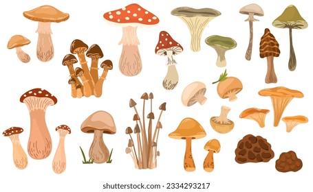 El conjunto de champiñones. Enfoque vectorial aislado de hongos venenosos y comestibles, chanterelle, cep, amanita y trufa. Tipos de setas silvestres forestales. Porcini orgánico y chanterelle, hongo venenoso.