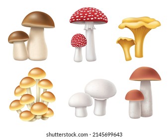 El conjunto de champiñones. Colección realista de hongos en 3d: hongos de miel, boletus de bosque, chanterelle, mosca de mosca e íconos de campeón aislados. Ilustración del vector