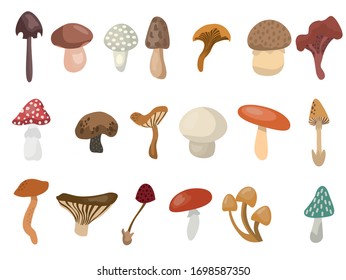 Mushrooms set. Types of mushrooms
art