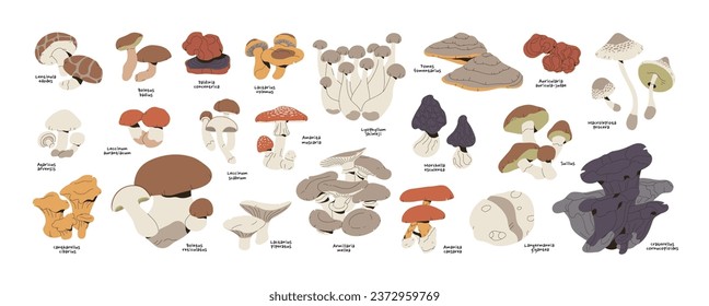 Mushrooms set. Various bolete, fungi: suillus, agaric, amanita, aspen, morel, honey fungus, shimeji. Autumn forest nature. Botanical collection. Flat isolated vector illustration on white background.