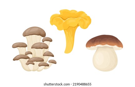 Mushrooms set. Vector cartoon Porcini, Chanterelle and Oyster mushroom isolated on white background. Food illustration.