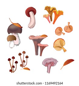 Mushrooms set. Vector illustration