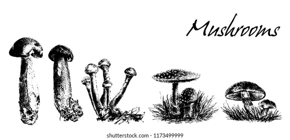 Mushrooms set. Vector illustration.