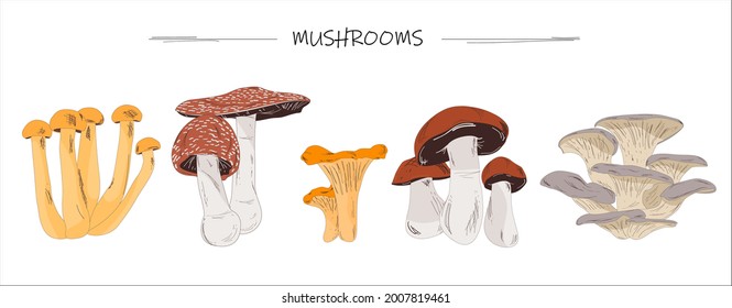 mushrooms set vector illustration, chanterelle, boletus, oyster mushrooms, Amanita, honey fungus