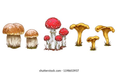 Mushrooms set. Vector illustration of different types of mushrooms. Chanterelle, orange cup boletus and fly agaric isolated on white background