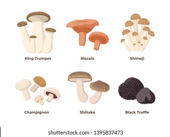 Mushrooms set of vector illustrations in flat design isolated on white background. King oyster, niscalo, shimeji, champignon, shiitake, black truffle edible mushrooms, infographic elements.