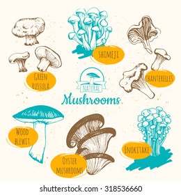 Mushrooms: shiitake, chanterelle, honey. Sketch on white background. Hand-drawn fresh organic food.