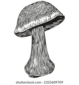 Mushrooms silhouette, line illustration hand drawn black and white vector organic fungi