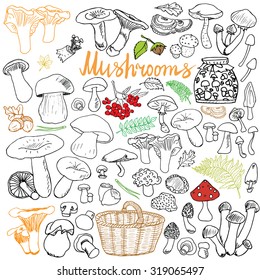 Mushrooms sketch doodles hand drawn set. Different types of edible and non edible mushrooms. Vector icons on Chalkboard background.