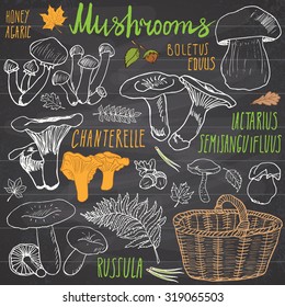 Mushrooms sketch doodles hand drawn set. Different types of edible and non edible mushrooms. Vector icons on white background.