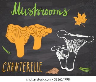 Mushrooms sketch doodles hand drawn set. Chanterelle, mushrooms with leaves. Vector illustration on chalkboard.