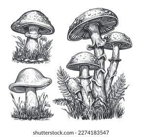 Mushrooms sketch set. Cep Mushroom, Edible Boletus growing in autumn forest. Vector illustration