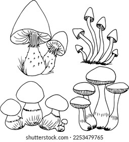 Mushrooms sketch set. Vector illustration. Mushrooms are edible and inedible.