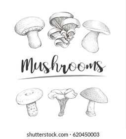 Mushrooms sketch vector hand illustration. Set mushrooms