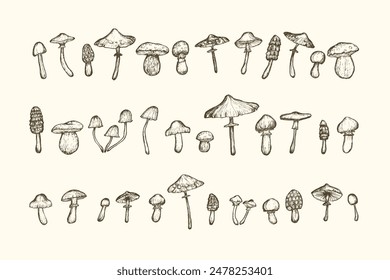 Mushrooms sketches Collection. Hand-drawn wild different handpicked mushrooms. Outline on beige background. Vector isolated illustrations.