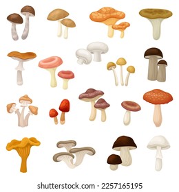 Mushrooms as Spore-bearing Food with Cap and Stem Big Vector Set