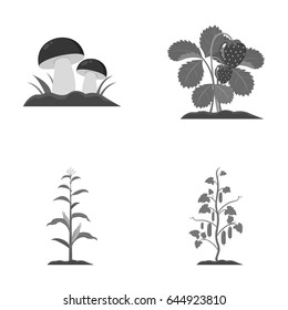 Mushrooms, strawberries, corn, cucumber. Plant set collection icons in monochrome style vector symbol stock illustration web.