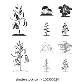 Mushrooms, strawberries, corn, cucumber.Plant set collection icons in black,outline style vector symbol stock illustration web.