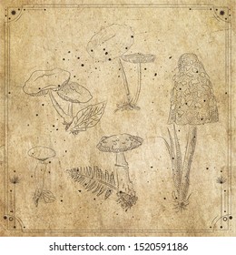 
mushrooms style engraving vector art