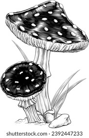 Mushrooms toadstools original illustration drawing in a vintage engraved woodcut etching style