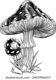 Mushrooms toadstools original illustration drawing in a vintage engraved woodcut etching style