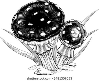 Mushrooms toadstools original illustration drawing in a vintage engraved woodcut etching style