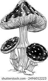 Mushrooms toadstools original illustration drawing in a vintage engraved woodcut etching style