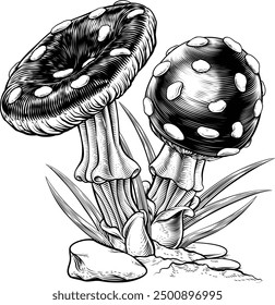 Mushrooms toadstools original illustration drawing in a vintage engraved woodcut etching style