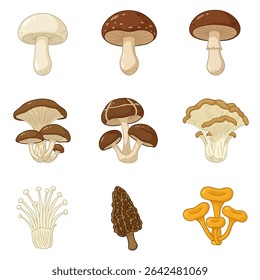 Mushrooms variety Edible fungi set.