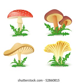 Mushrooms vector