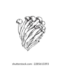 Mushrooms vector drawing. Hand drawn on a white background. Great for labels, posters, prints.