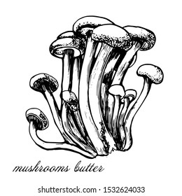 mushrooms, vector drawing of hands isolated on white background