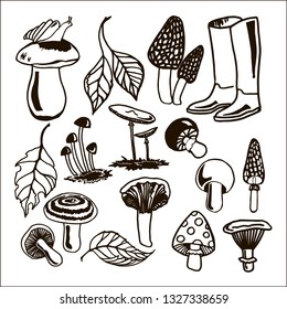 Mushrooms vector drawing set isolated on white background