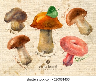 Mushrooms. Vector format