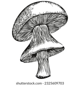 Mushrooms vector , funny outline illustration white background organic fungi