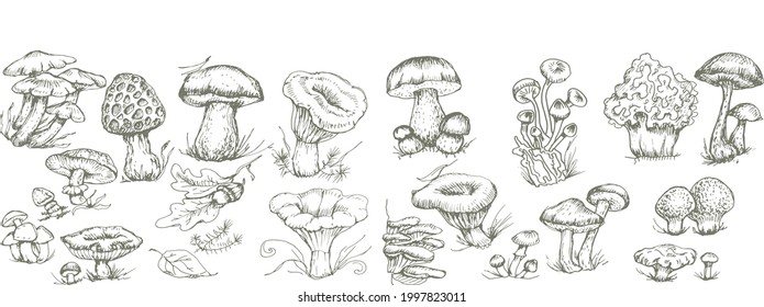 mushrooms vector graphics hand drawn. Print textile illustration background set coloring engraving vintage retro collection forest nature food