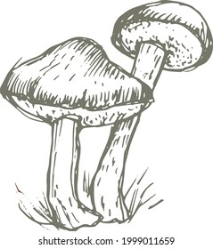 mushrooms vector graphics hand drawn. Print textile illustration background set coloring engraving vintage retro collection forest nature food
