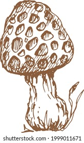 mushrooms vector graphics hand drawn. Print textile illustration background set coloring engraving vintage retro collection forest nature food
