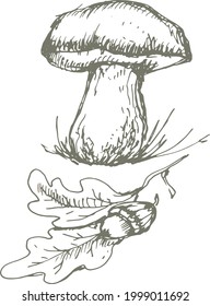 mushrooms vector graphics hand drawn. Print textile illustration background set coloring engraving vintage retro collection forest nature food
