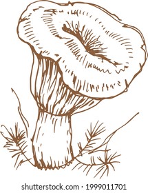 mushrooms vector graphics hand drawn. Print textile illustration background set coloring engraving vintage retro collection forest nature food
