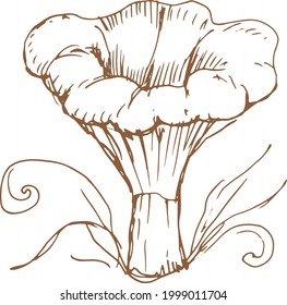 mushrooms vector graphics hand drawn. Print textile illustration background set coloring engraving vintage retro collection forest nature food
