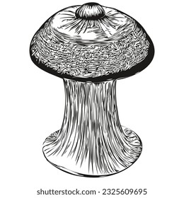 Mushrooms vector graphics, hand drawn pencil line illustration organic fungi