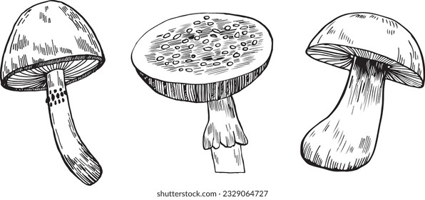  Mushrooms vector graphics. Mushrooms line art illustration. Graphic mushrooms for invitations. Mushrooms highlighted on a white background