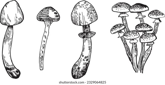  Mushrooms vector graphics. Mushrooms line art illustration. Graphic mushrooms for invitations. Mushrooms highlighted on a white background