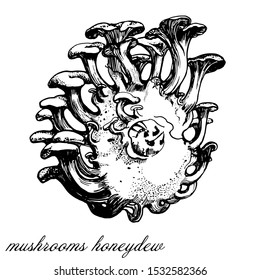 mushrooms, vector hand drawing isolated on white background