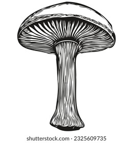 Mushrooms in vector, hand drawing for tattoo or tshirt print illustration organic fungi