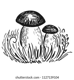 Mushrooms. Vector illustration