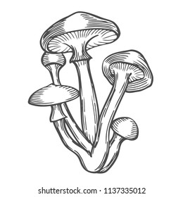 Mushrooms vector illustration. Hand drawn sketch image