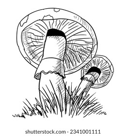 Mushrooms. Vector illustration. Isolated on white. Hand drawn style.